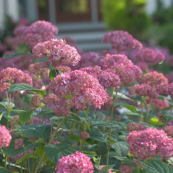 Hydrangea arborescens Invincibelle® 'Spirit' (019031)