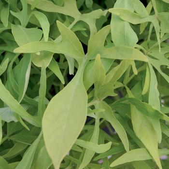 Ipomoea batatas Illusion® 'Emerald Lace' (019035)