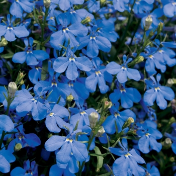 Lobelia erinus Laguna® 'Dark Blue' (019042)