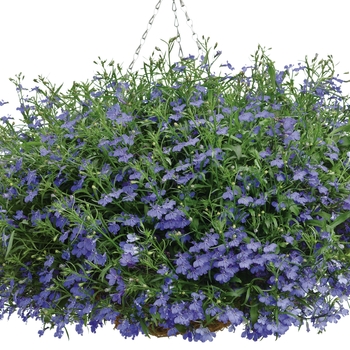 Lobelia erinus Laguna® 'Dark Blue' (019046)