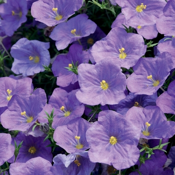 Nierembergia 'Augusta® Blue Skies' (019050)