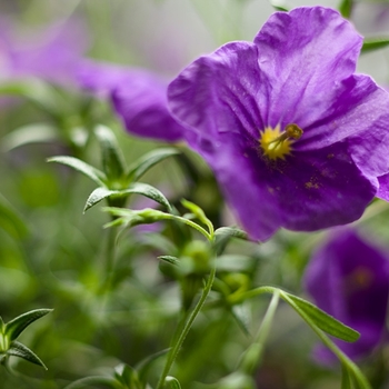 Nierembergia 'Augusta® Blue Skies' (019052)