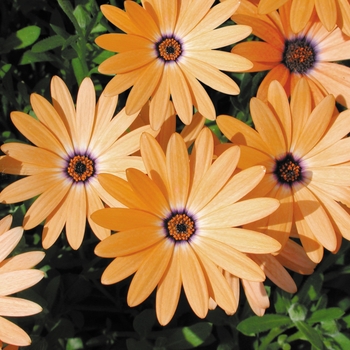 Osteospermum 'Orange Symphony' (019056)