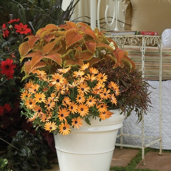 Osteospermum 'Orange Symphony' (019060)