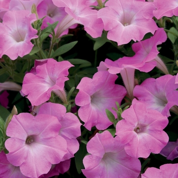 Petunia Supertunia® 'Pink Charm' (019063)