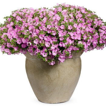 Petunia Supertunia® 'Pink Charm' (019065)