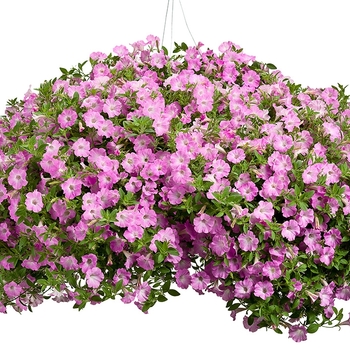 Petunia Supertunia® 'Pink Charm' (019066)