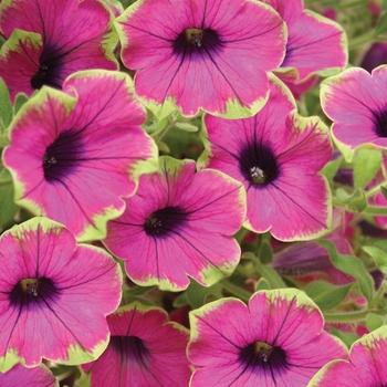 Petunia Supertunia® 'Pretty Much Picasso' (019068)