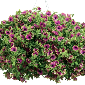 Petunia Supertunia® 'Pretty Much Picasso' (019070)