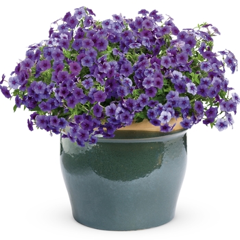 Phlox Intensia® '' (019074)