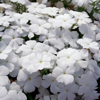 Phlox Intensia® 'White' (019110)