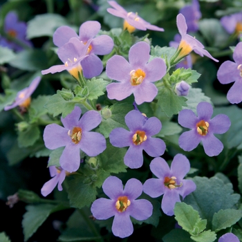 Sutera cordata Snowstorm® 'Blue' (019111)