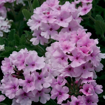 Verbena Superbena® 'Pink Parfait' (019120)