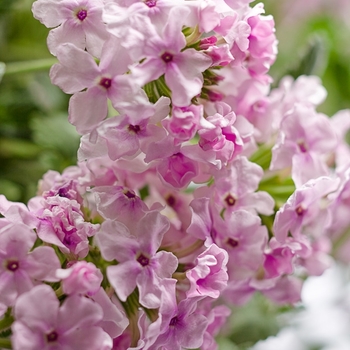 Verbena Superbena® 'Pink Parfait' (019122)