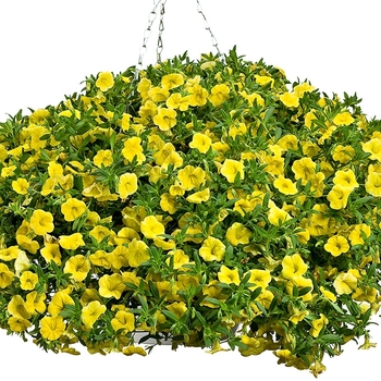 Calibrachoa Superbells® 'Yellow' (019130)