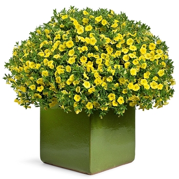 Calibrachoa Superbells® 'Yellow' (019132)