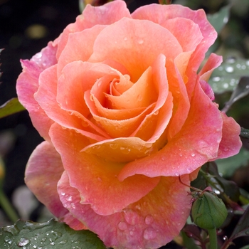 Rosa 'Mardi Gras' (019197)