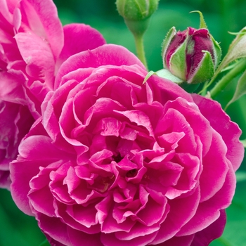 Rosa 'Maggie' (019202)