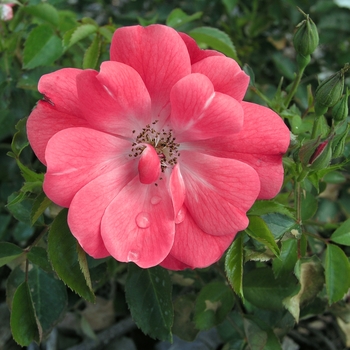 Rosa 'Key West' (019241)