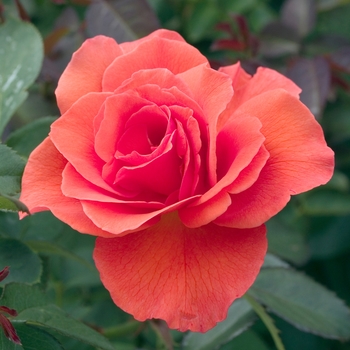 Rosa 'Candelabra' (019311)