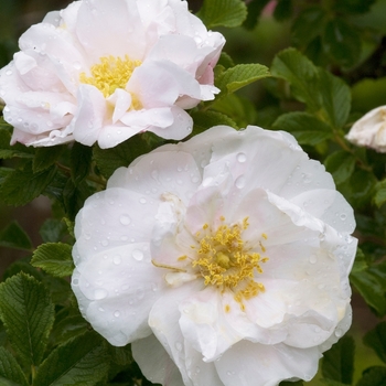 Rosa 'Henry Hudson' (019326)