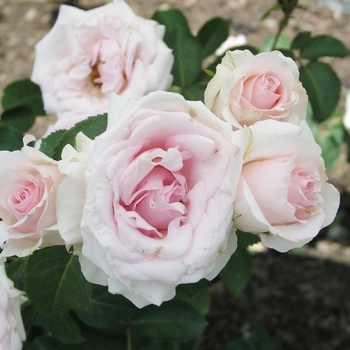 Rosa 'Hawkeye Belle' (019328)