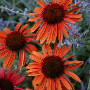 Echinacea purpurea Big Sky™ 'Sundown™' (019428)