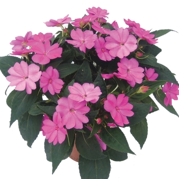 Impatiens SunPatiens® '' (019443)