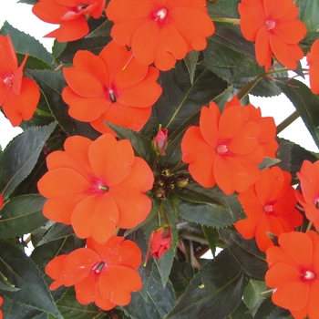 Impatiens SunPatiens® '' (019444)