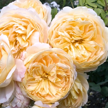 Rosa 'Evelyn' (019472)