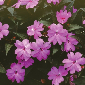 Impatiens SunPatiens® '' (019536)