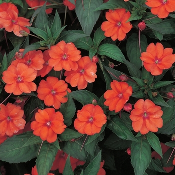 Impatiens SunPatiens® '' (019538)