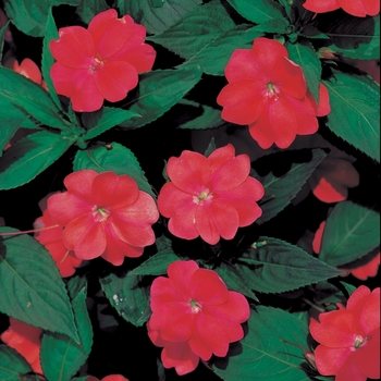 Impatiens SunPatiens® '' (019539)