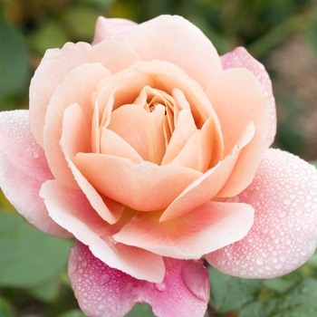 Rosa 'Distant Drums' (019576)