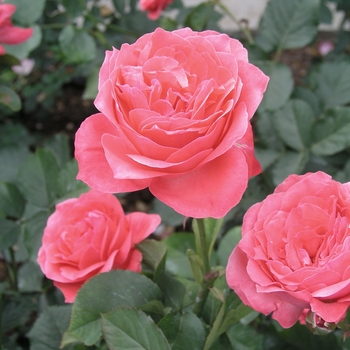 Rosa 'Camelot' (019758)