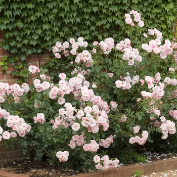 Rosa 'Bonica®' (019769)