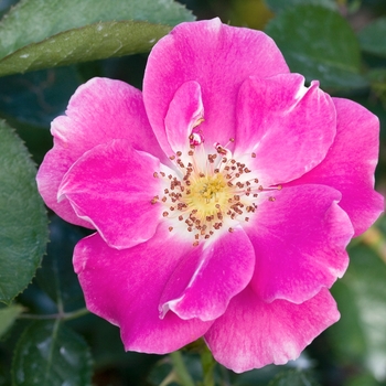 Rosa Easy Elegance® 'Funny Face™' (019798)