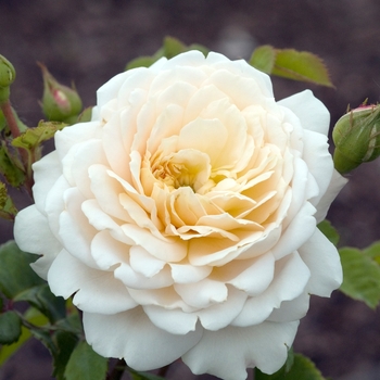 Rosa 'Crocus' (019806)