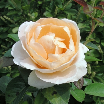 Rosa 'Abbaye de Cluny™' (019829)