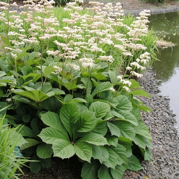 Rodgersia aesculifolia '' (019831)