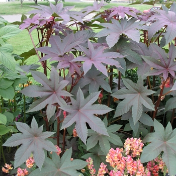 Ricinus communis 'Carmecita' (019835)