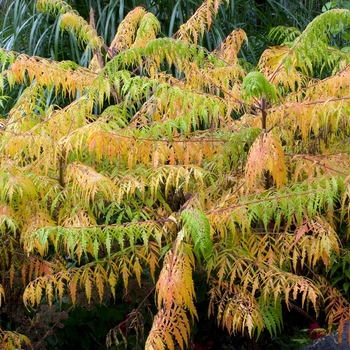 Rhus typhina 'Laciniata' (019843)