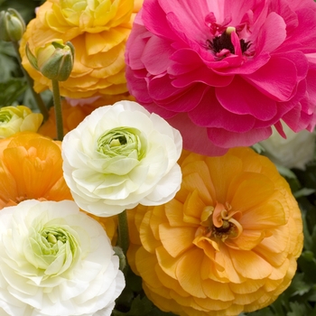 Ranunculus asiaticus '' (020027)