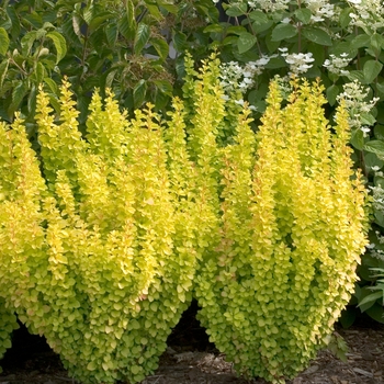 Berberis thunbergii 'Sunjoy Gold Pillar®' (020036)