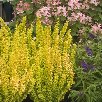 Berberis thunbergii 'Sunjoy Gold Pillar®' (020038)