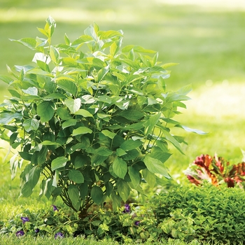 Cornus stolonifera 'Arctic Fire® Red' (020043)