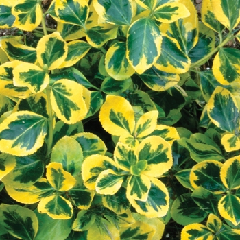 Euonymus fortunei 'Gold Splash®' (020047)