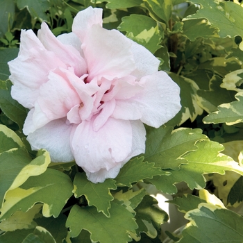 Hibiscus syriacus 'Sugar Tip®' (020065)