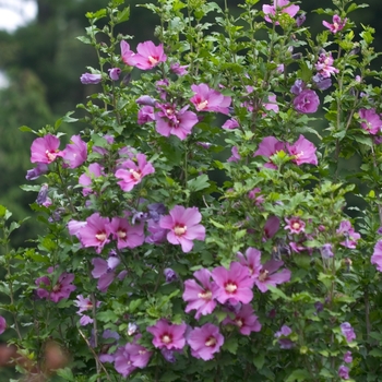 Hibiscus syriacus 'Violet Satin®' (020068)