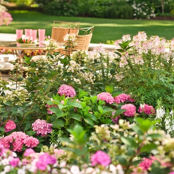 Hydrangea macrophylla Cityline® 'Berlin' (020080)